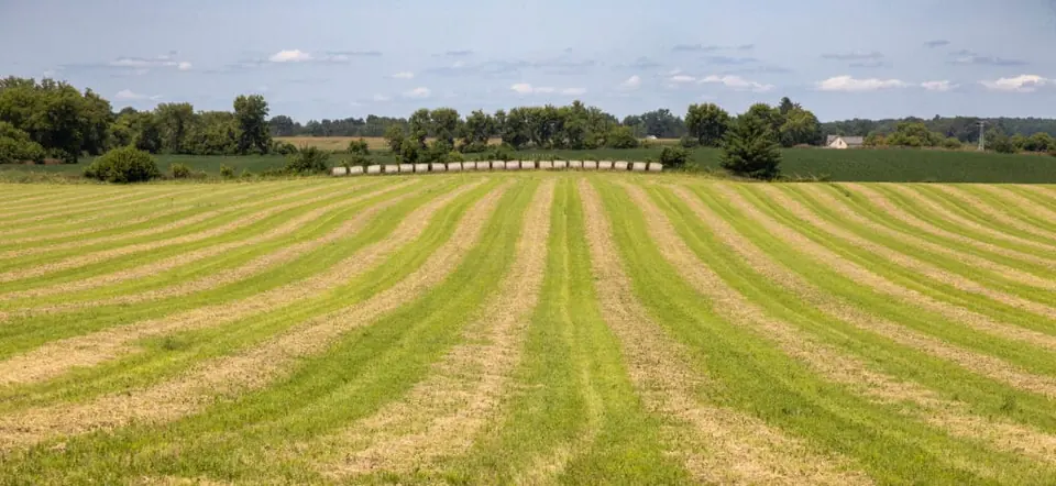 Freshly cut hay fields stretching toward the tree line at Longview Farm